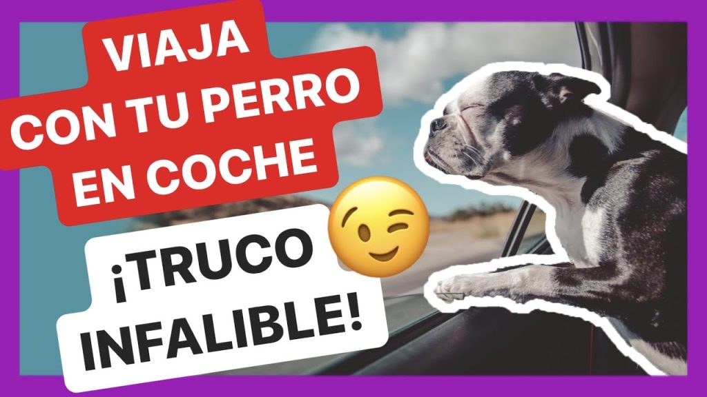 Consejos-para-viajar-con-mascotas-de-manera-segura-en-tu-coche