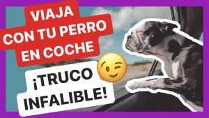 Consejos-para-viajar-con-mascotas-de-manera-segura-en-tu-coche