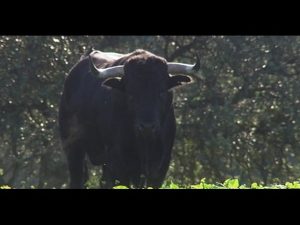 ITV-en-Mirandilla