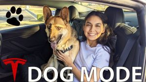 Dog-Mode-Confort-para-tus-Mascotas-en-el-Tesla