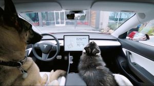 Tesla-Model-Y-Dog-Bed-Comodidad-para-tu-Companero-Peludo