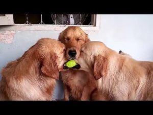 Dog Mode Funny Encounters: Risas y Curiosidades