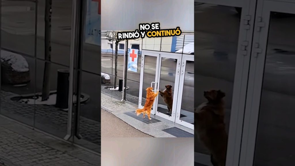 Dog Mode Heartwarming Moments: Historias Conmovedoras con Mascotas