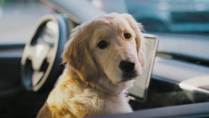 Dog Mode and Sentry Mode Security Wins: Historias de Protección Exitosa