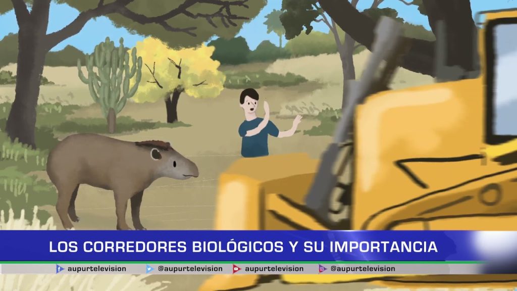 Cómo las emisiones de vehículos afectan a los corredores biológicos