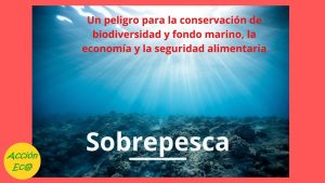 El impacto de las emisiones de vehículos en los ecosistemas marinos