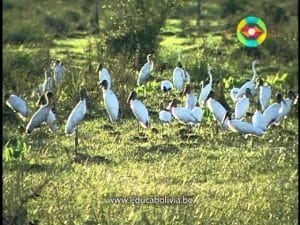 El impacto de las emisiones de vehículos en la vida silvestre