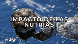 El impacto de las emisiones de vehículos en los ecosistemas acuáticos