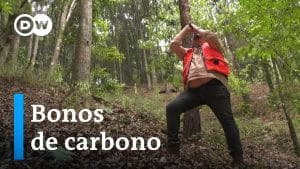 El papel de la reforestación en la compensación de emisiones de vehículos