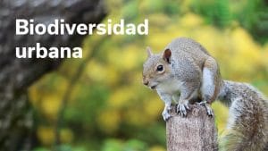 El impacto de las emisiones de vehículos en la biodiversidad urbana