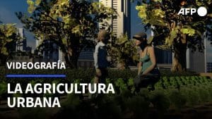 El impacto de las emisiones de vehículos en la agricultura urbana