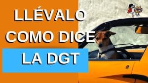 Los coches más seguros para transportar a mascotas